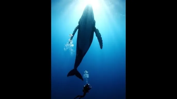 《医务室上垒》动漫全集 - 深蓝星球：探索海洋深处的未知世界